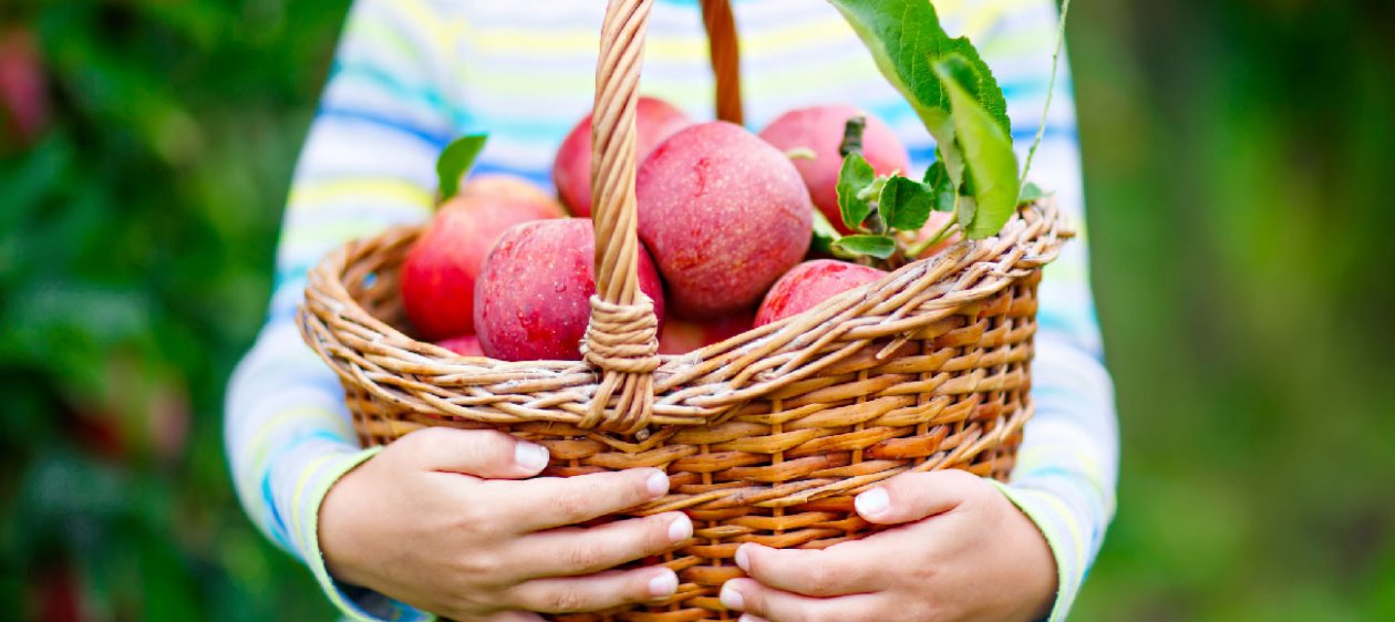 ¿Por qué debieras comer una manzana al día?