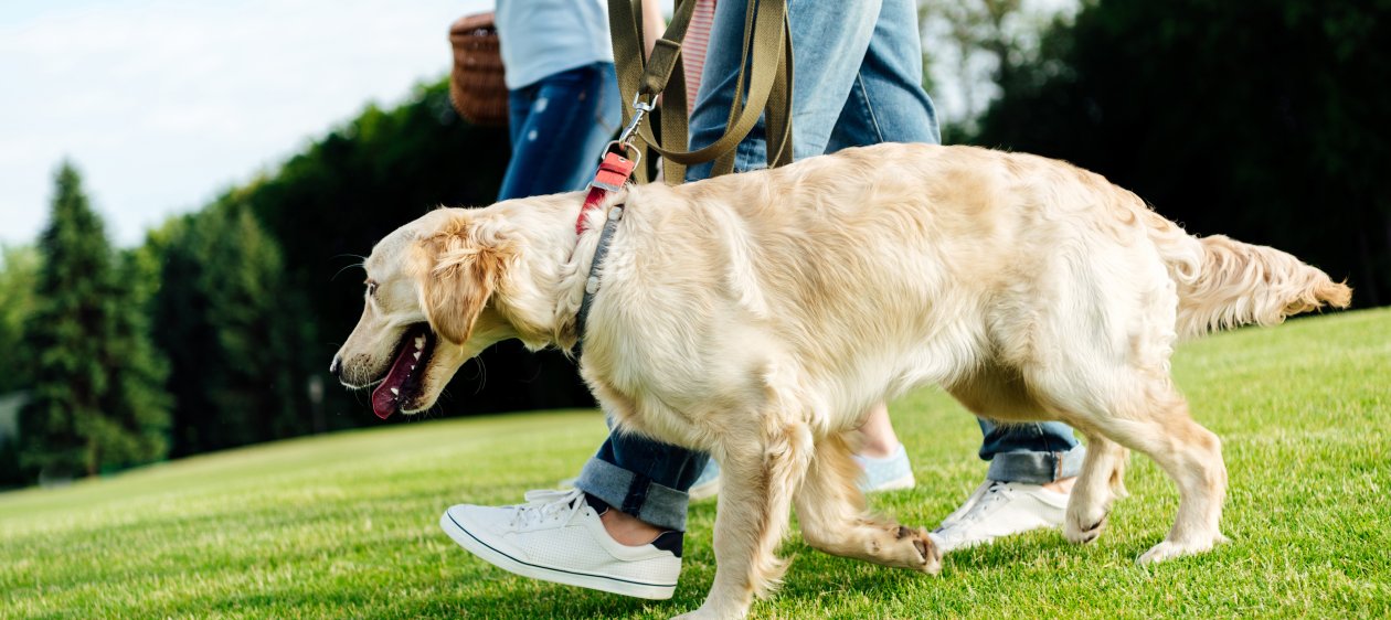 ¿Sabías que los perros pueden ayudar a quienes sufren de diabetes?