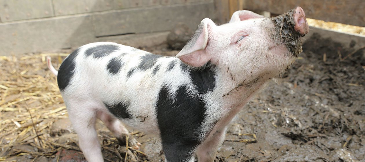 Este es el cerdo más curioso que vas a ver en tu vida