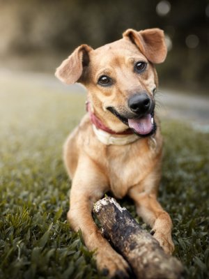 3 Alternativas para celebrar el Día Mundial del Perro 3 Alternativas para celebrar el Día Mundial del Perro