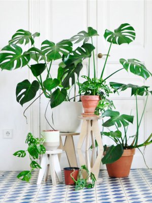 6 Plantas que prometen no morir en tu casa