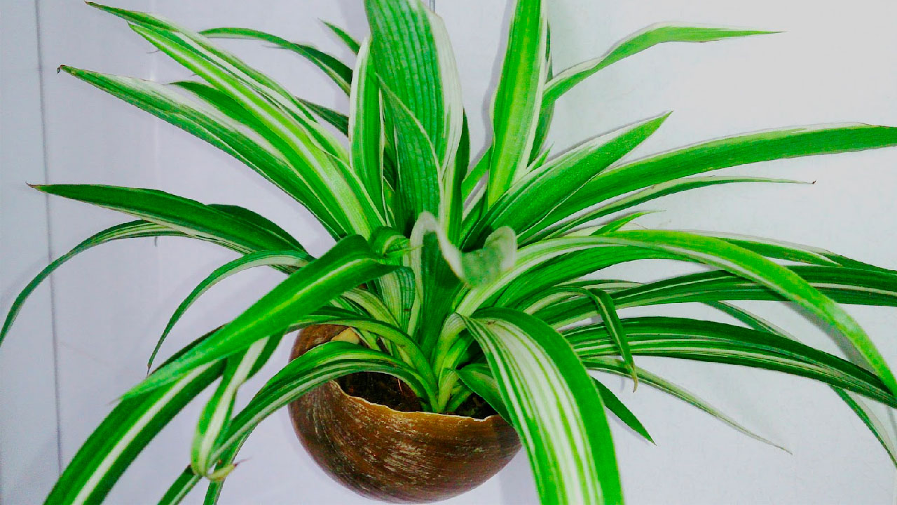 planta colgante cinta