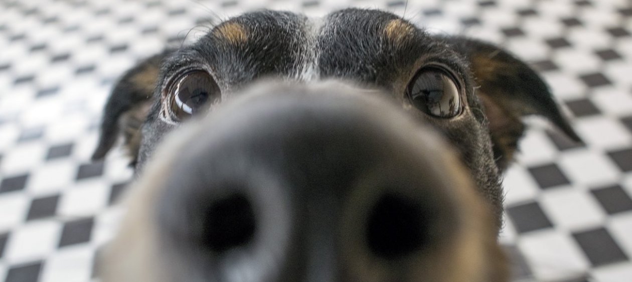 Perro filma su persecución luego de robar una GoPro