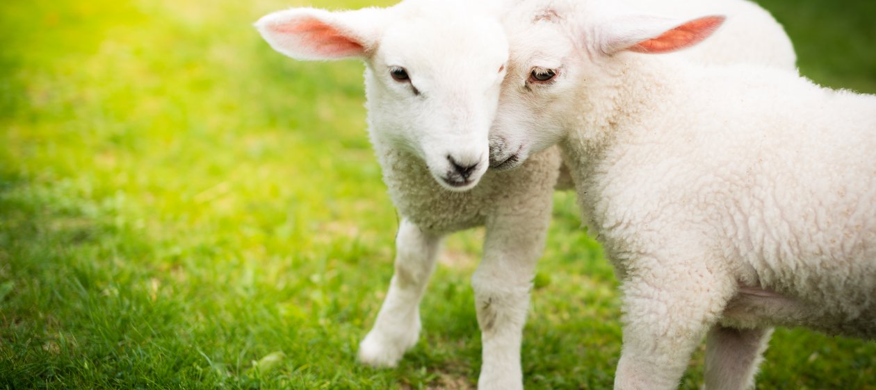 Las fotos de animales bebés reducen el apetito por la carne (y lo dice la ciencia)