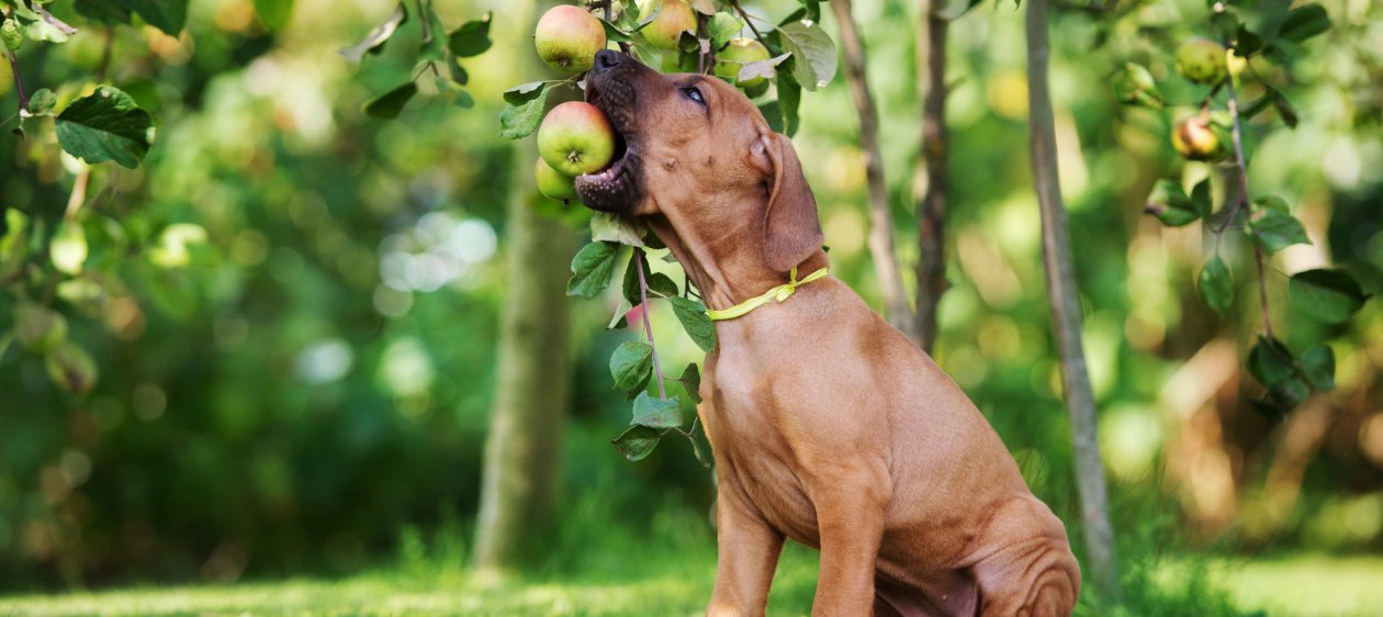 ¿Es recomendable que nuestros perros coman frutas y verduras?