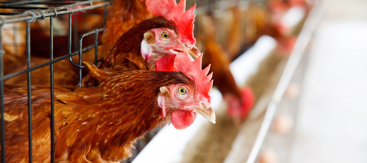 Día Mundial del Huevo: Más empresas se suman al compromiso de gallinas libres de jaulas