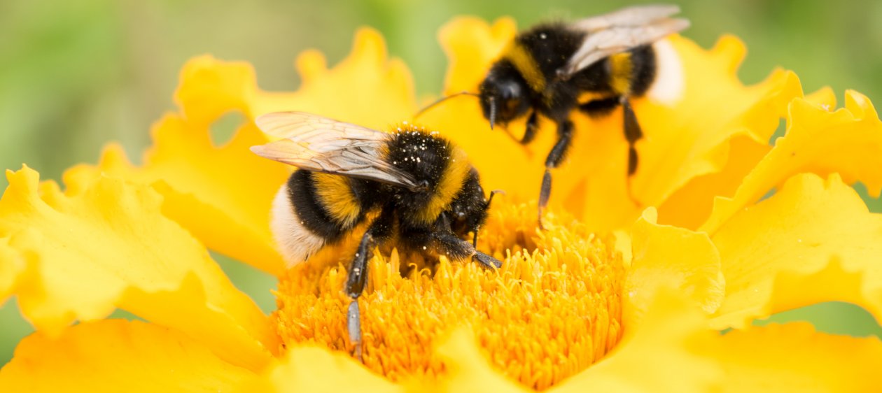 ¡Es oficial! Las abejas fueron declaradas como el ser vivo más importante del mundo