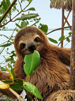 El desalentador panorama del último informe de biodiversidad planetaria