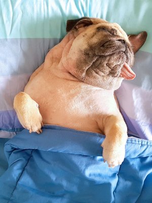 ¡Qué dormilón! Este es el animal que más horas duerme al día ¡Qué dormilón! Este es el animal que más horas duerme al día