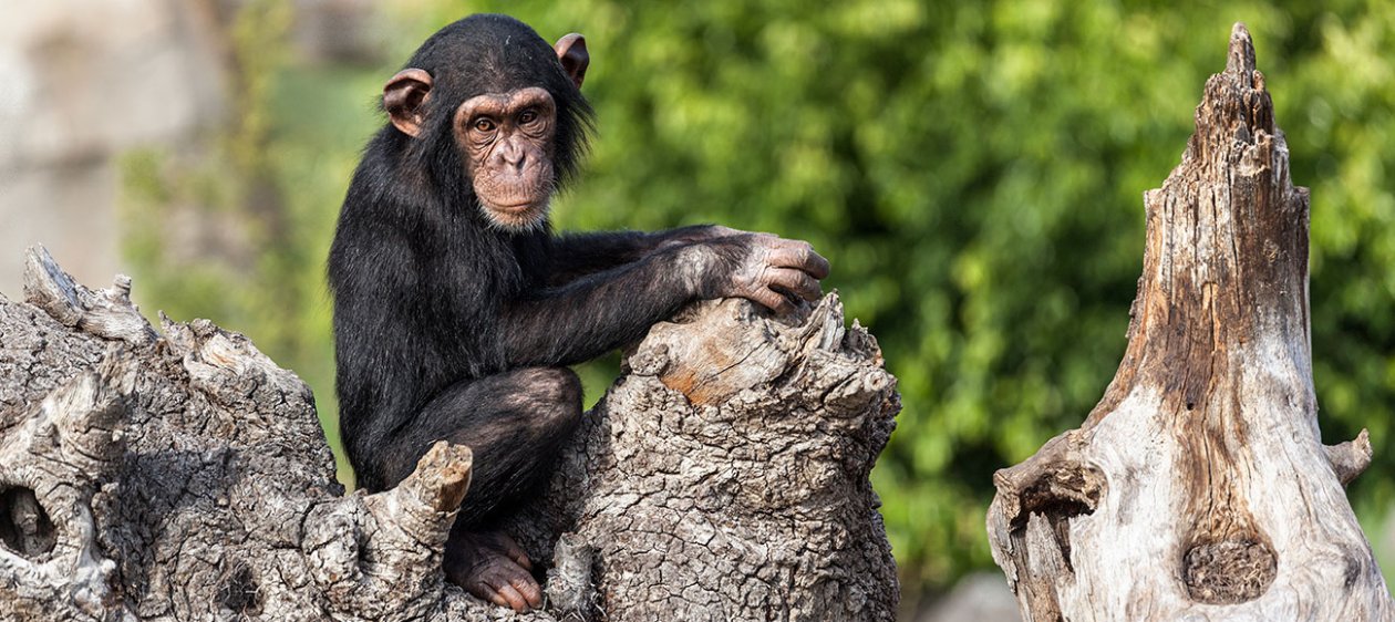 Este animal tiene rasgos de personalidad como los humanos y no es el chimpancé