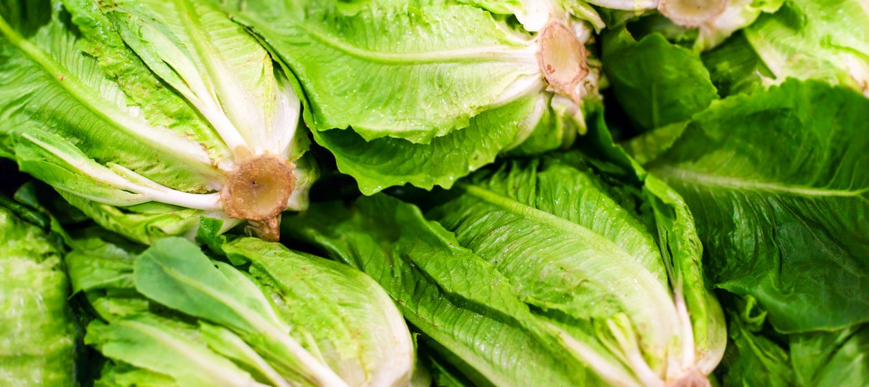 ¿Por qué Estados Unidos prohíbe el consumo de la lechuga romana?