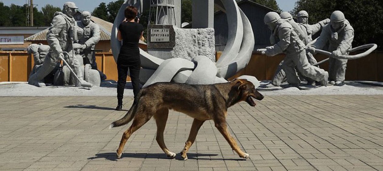 Los perros radioactivos y sin cariño de Chernobyl