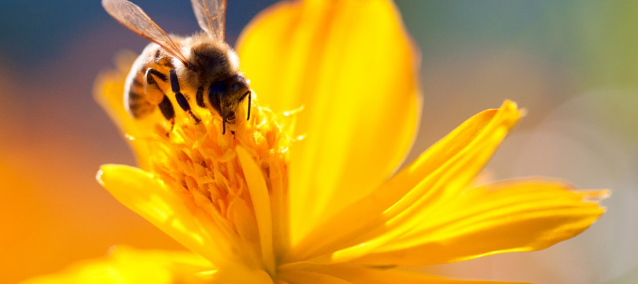 Crean la primera vacuna para salvar a a las abejas de la extinción