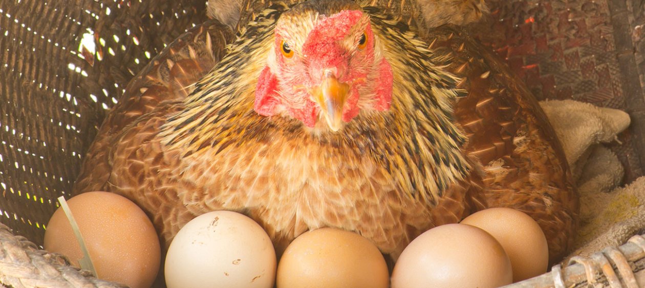 Animalistas afirman que si eres feminista no deberías comer huevo