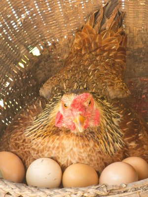 Animalistas afirman que si eres feminista no deberías comer huevo