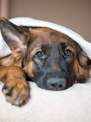 Esta es la escena de amor que sólo pueden protagonizar los perros