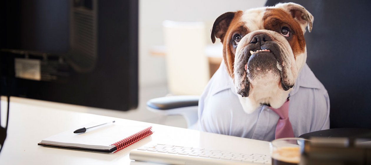 Esta es la razón por la que deberías llevar tu perro al trabajo