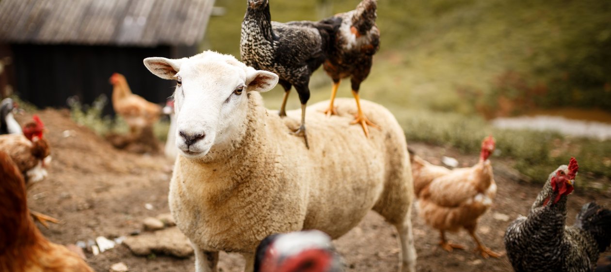 Veganuary: Llega a Chile campaña para ser vegano durante enero