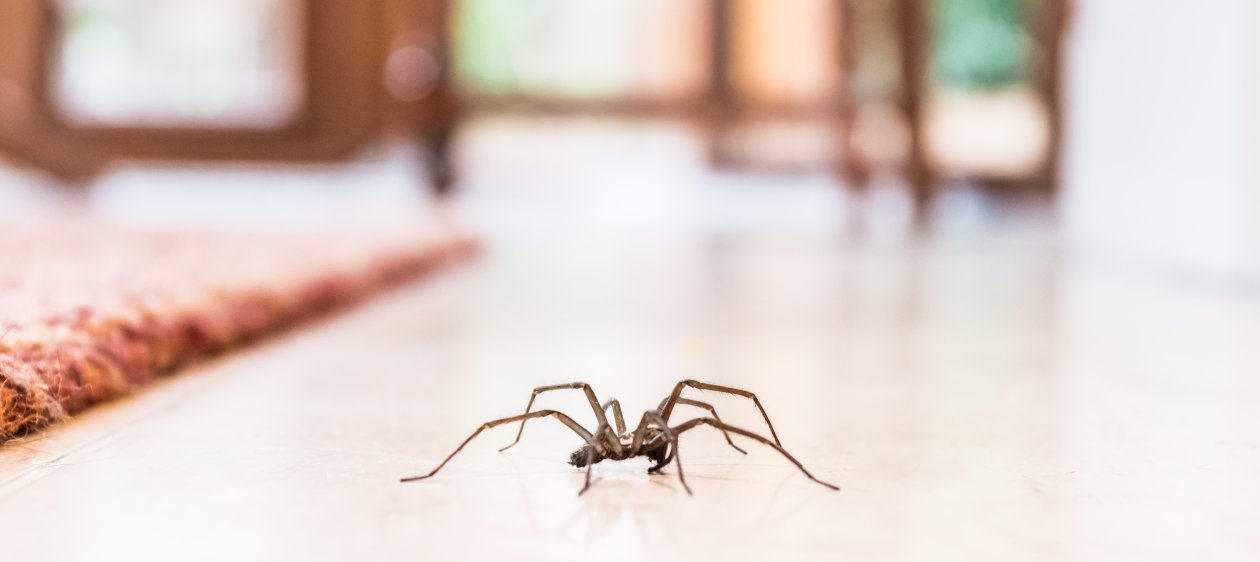 ¿Por qué le tenemos miedo a las arañas?