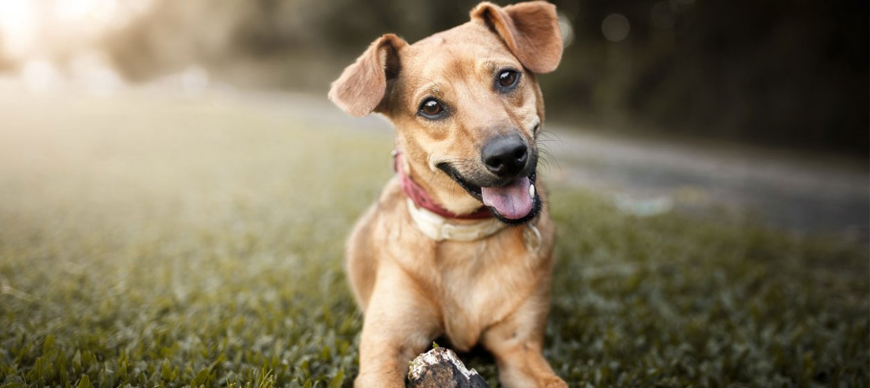 ¿Por qué los perros te huelen cuando estás en tu período?