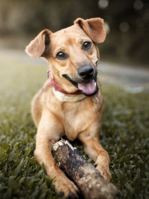 ¿Por qué los perros te huelen cuando estás en tu período?