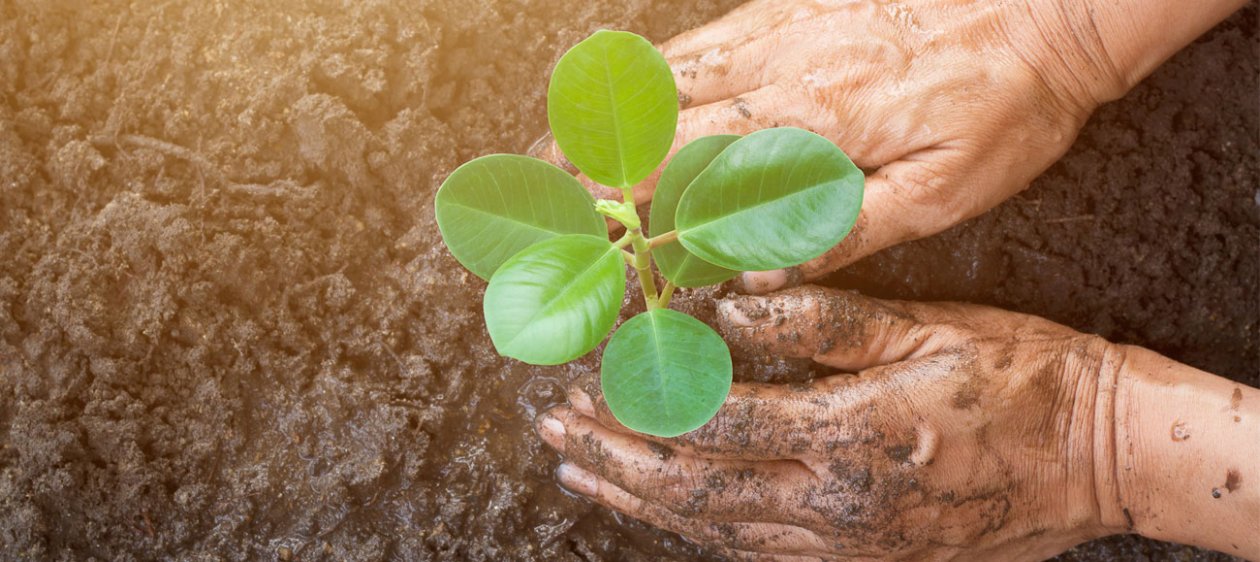 5 Ingeniosas herramientas para cuidar tus plantas ¡y no fallar en el intento!