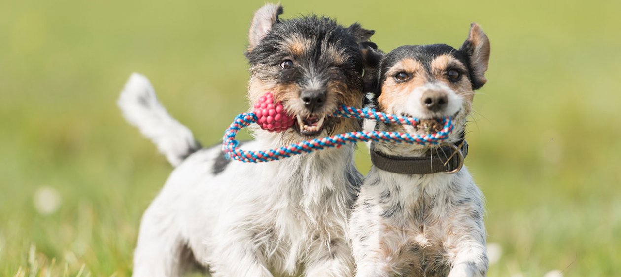 El Quillay, el mejor 'jardín infantil' para perros ¡Existe!