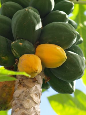 4 Alimentos con un efecto laxante natural y saludable