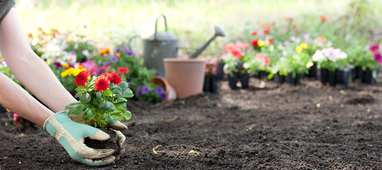 El secreto de la longevidad está en tu jardín