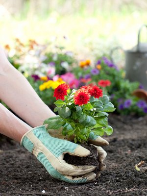 El secreto de la longevidad está en tu jardín