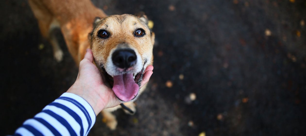 ¿Cuál es la diferencia entre una mascota abandonada, comunitaria y con dueño?