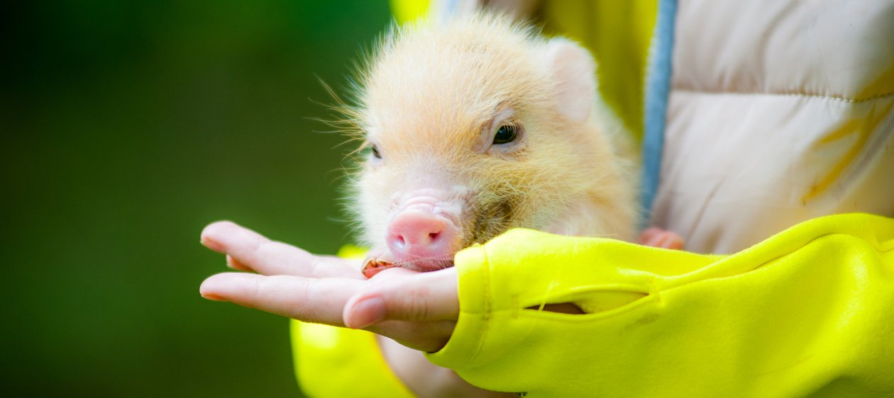 ¿Cuánto cuesta tener un 'mini pig' en Chile?
