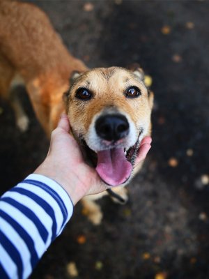 ¿Cuál es la diferencia entre una mascota abandonada, comunitaria y con dueño?