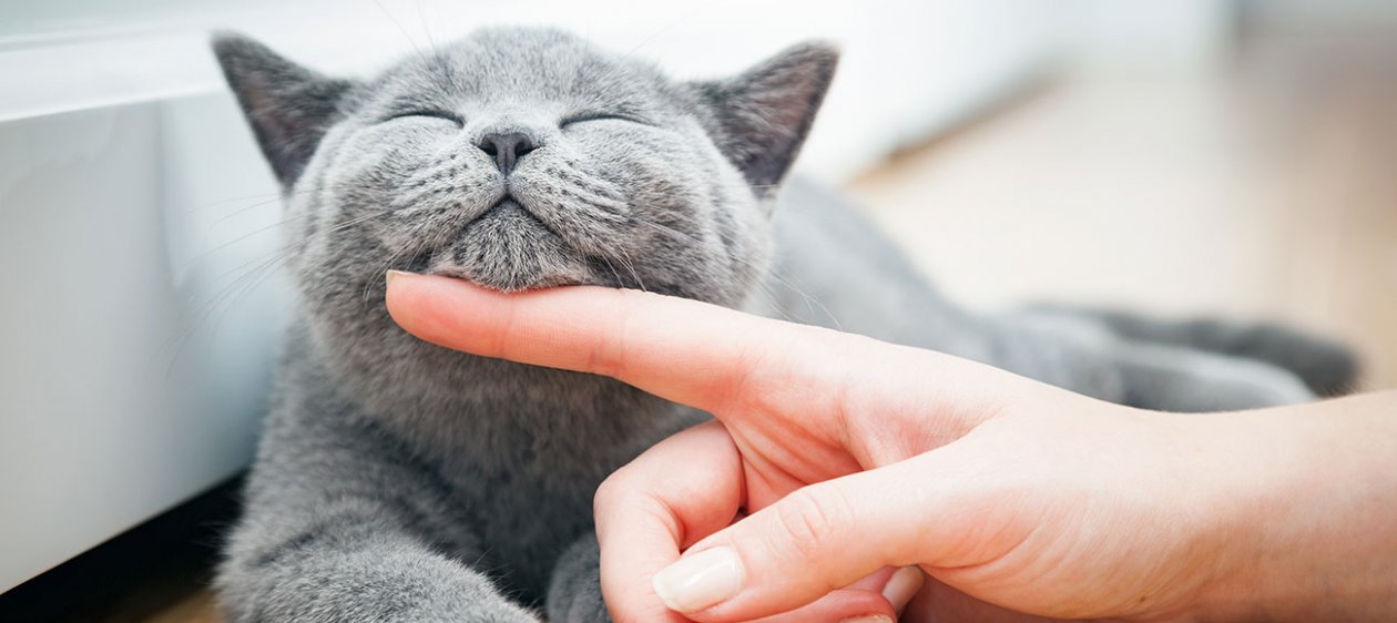 Mujer sometió a cirugía plástica a su gato para embellecer sus ojos