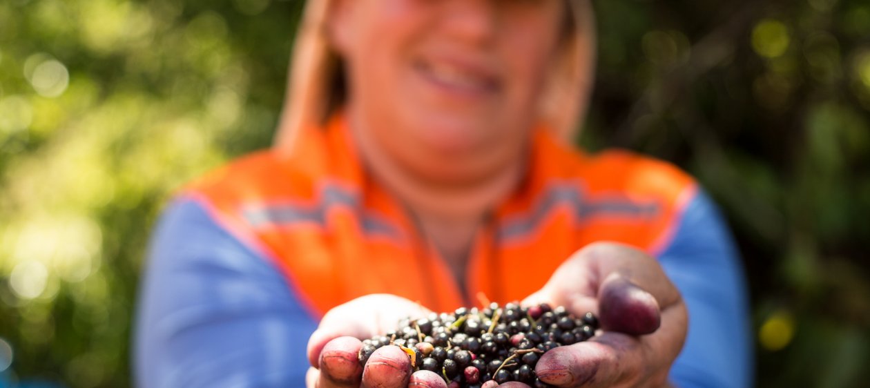 El fruto chileno que ayuda a combatir el extraño síndrome del