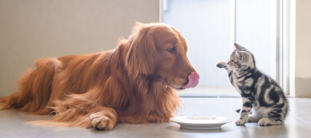 ¿Gatos o perros? Estudio reveló cuál es la mascota favorita de las personas