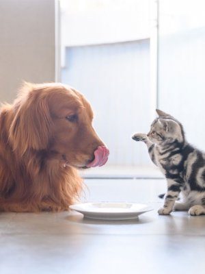 ¿Gatos o perros? Estudio reveló cuál es la mascota favorita de las personas