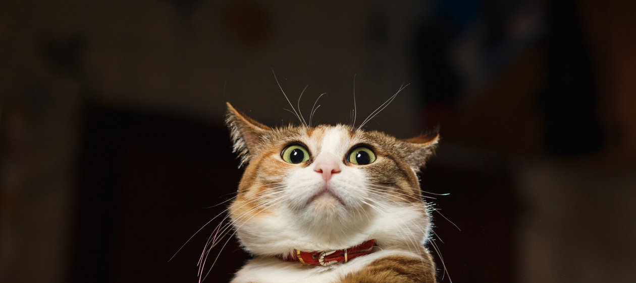 Todo lo que debes saber antes de esterilizar a tu gato