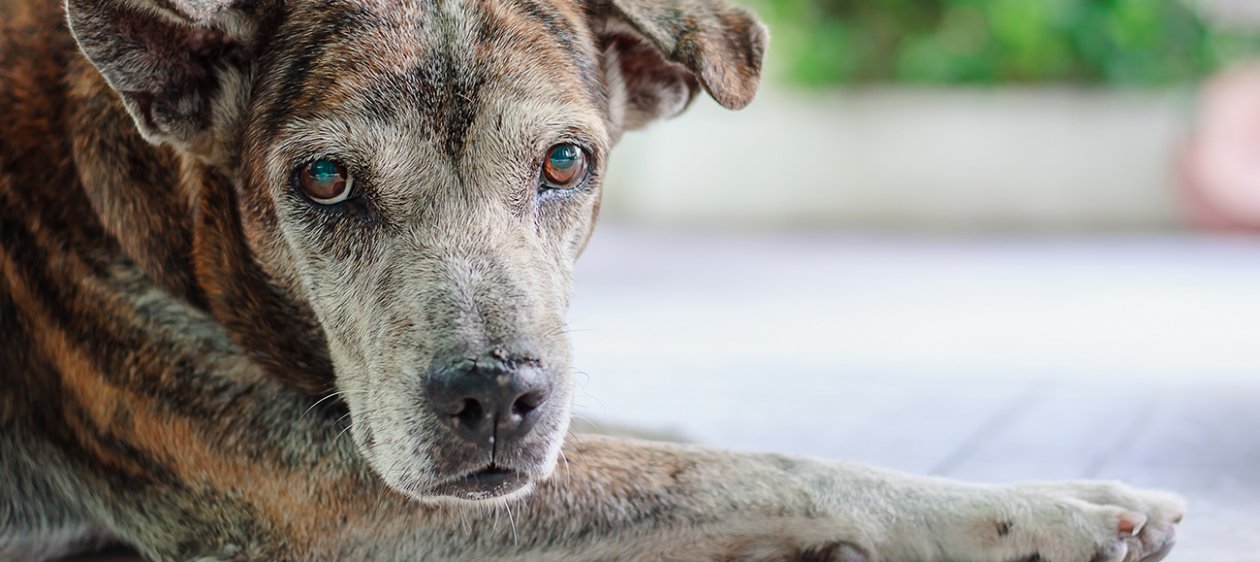 ¿Tienes perros viejitos? Tips para cuidarlos como se merecen