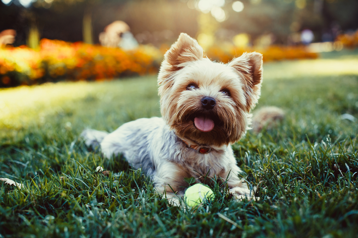 Perro jugando con pelota