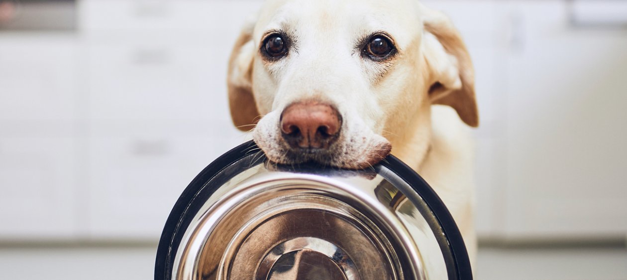 Comida casera, la tendencia en alimentación de mascotas que gana terreno