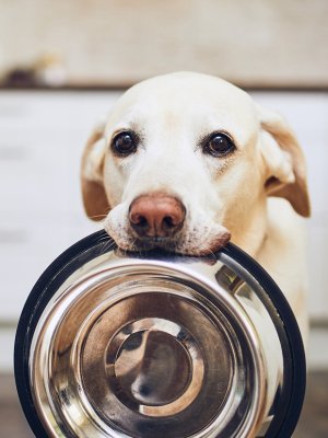 Comida casera, la tendencia en alimentación de mascotas que gana terreno Comida casera, la tendencia en alimentación de mascotas que gana terreno