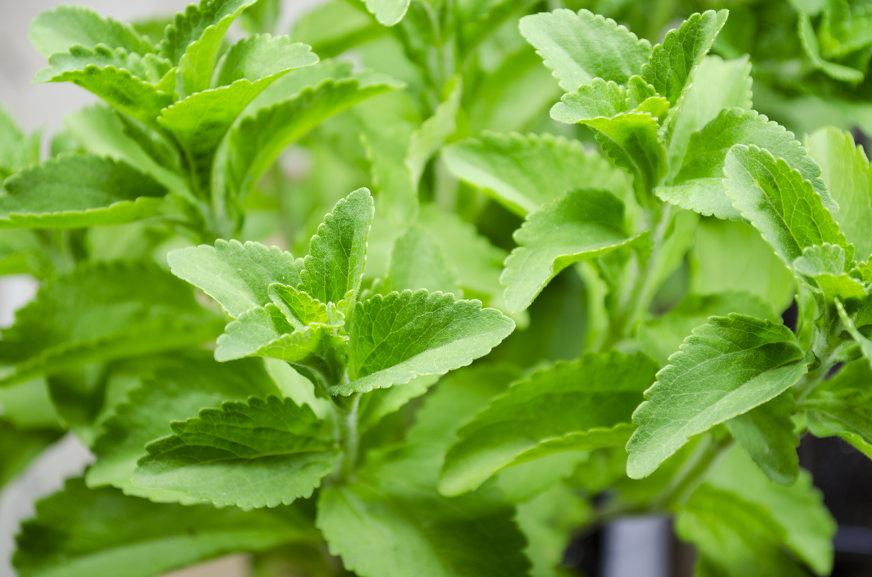 Stevia planta