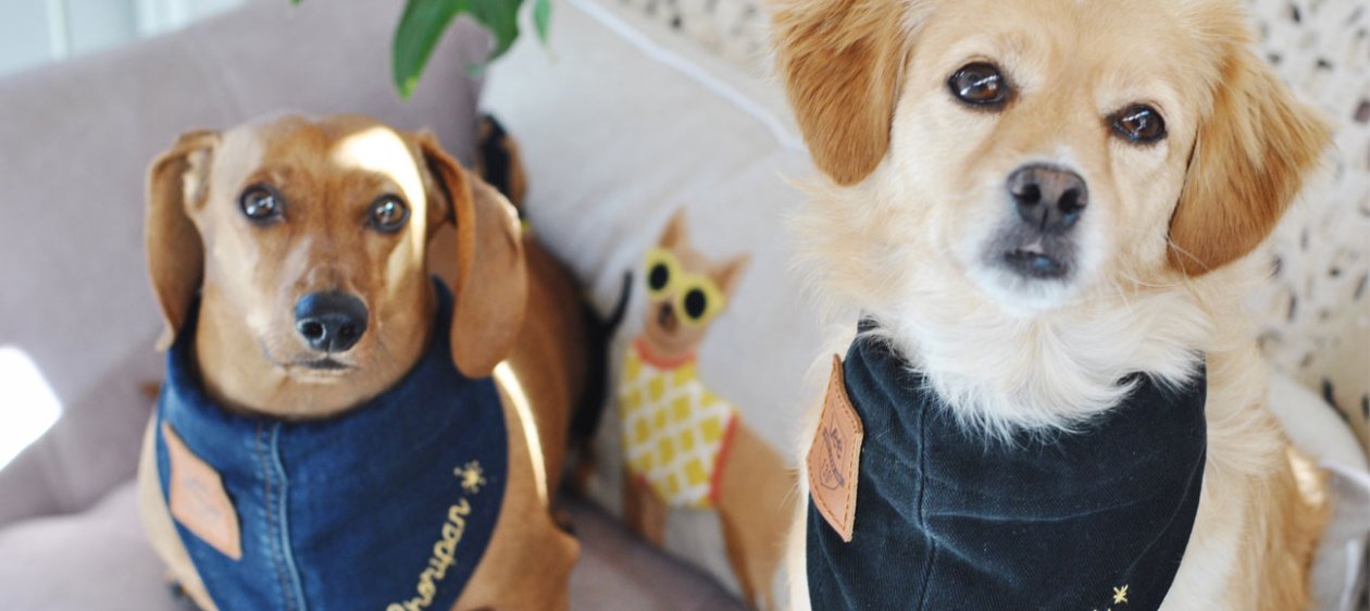 Aprende a hacer collares de jeans para mascotas en solo 6 pasos