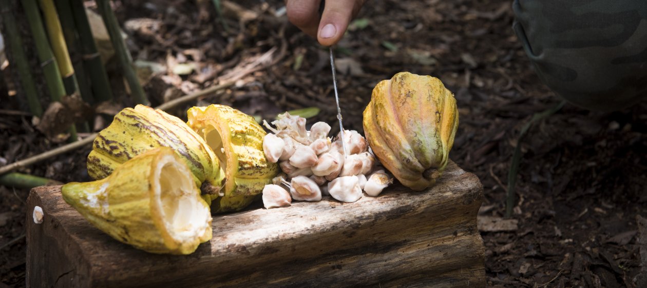 Chocolatería nacional lanzó lanza edición limitada de su propia plantación de cacao en México