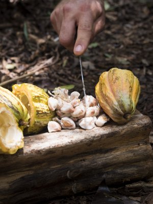Chocolatería nacional lanzó lanza edición limitada de su propia plantación de cacao en México Chocolatería nacional lanzó lanza edición limitada de su propia plantación de cacao en México