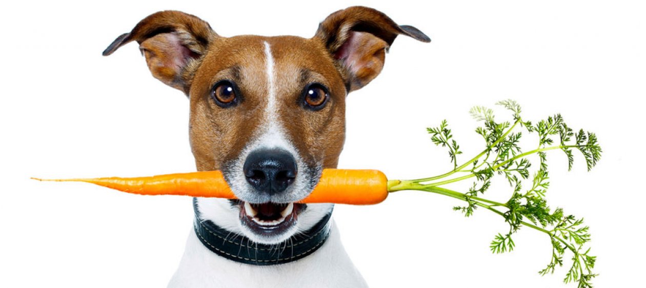 Perros y gatos:¿pueden tener una dieta vegana?