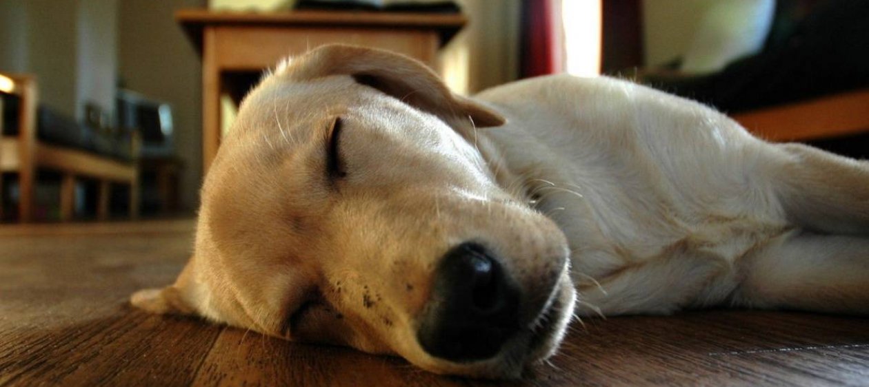 ¡Gran duda! ¿Cuántas horas puede dormir tu perro?