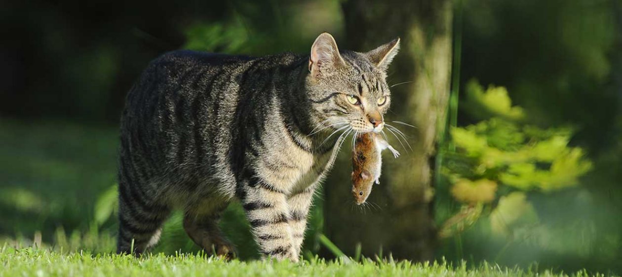 ¿Gato cazador? Esta es la forma de evitar que te deje molestos regalitos