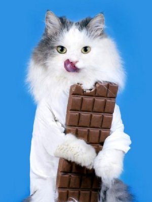 ¡Cuidado! Estos son los alimentos prohibidos para tus mininos